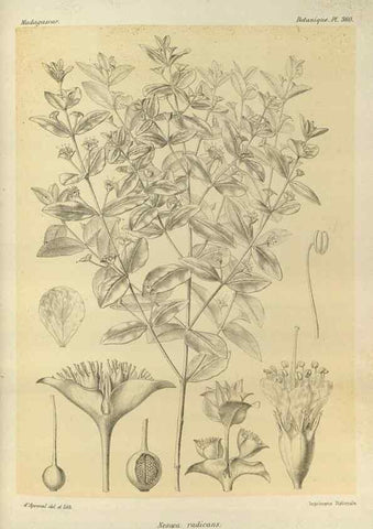 Reproducción/Reproduction 49786060236: Histoire physique, naturelle, et politique de Madagascar. Paris :Impr. nationale,1885-. 