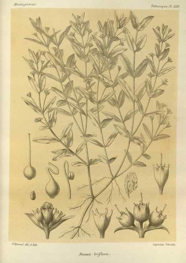 Reproducción/Reproduction 49786059966: Histoire physique, naturelle, et politique de Madagascar. Paris :Impr. nationale,1885-. 
