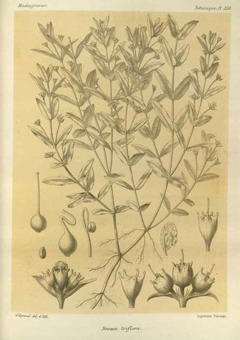 Reproducción/Reproduction 49786059966: Histoire physique, naturelle, et politique de Madagascar. Paris :Impr. nationale,1885-. 