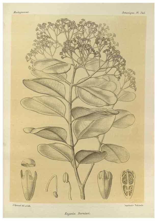 Reproducción/Reproduction 49786374127: Histoire physique, naturelle, et politique de Madagascar. Paris :Impr. nationale,1885-. 