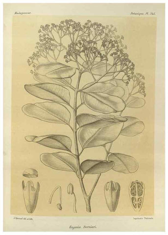 Reproducción/Reproduction 49786374127: Histoire physique, naturelle, et politique de Madagascar. Paris :Impr. nationale,1885-. 