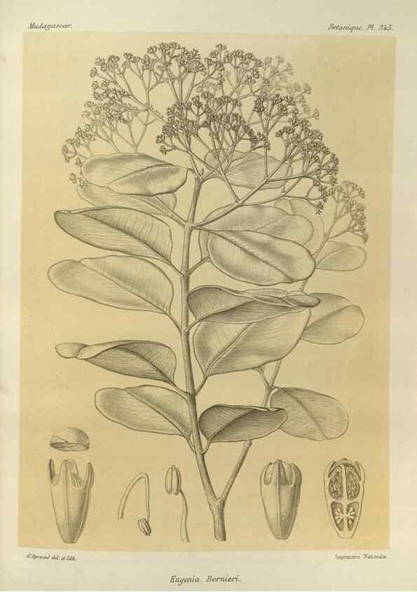Reproducción/Reproduction 49786374127: Histoire physique, naturelle, et politique de Madagascar. Paris :Impr. nationale,1885-. 