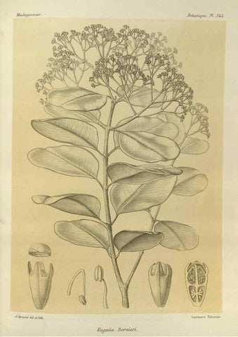 Reproducción/Reproduction 49786374127: Histoire physique, naturelle, et politique de Madagascar. Paris :Impr. nationale,1885-. 