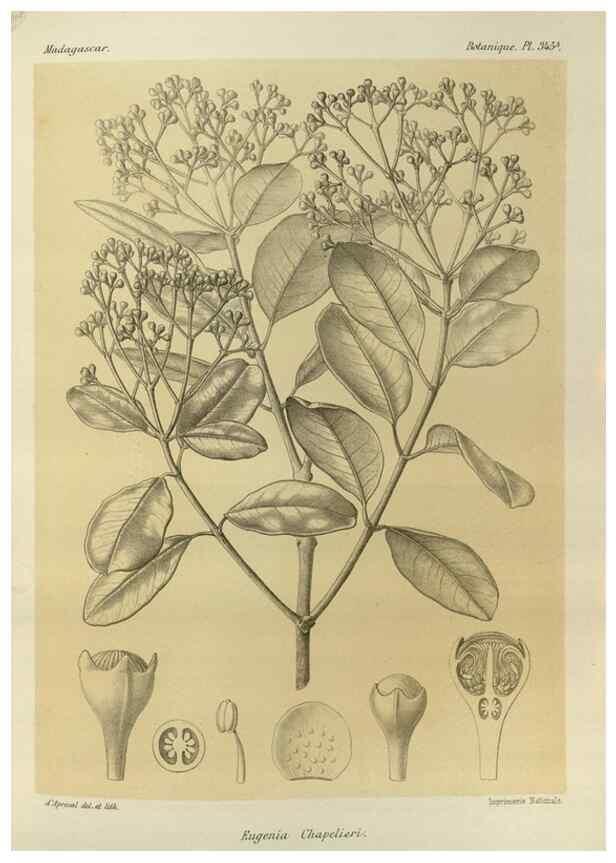 Reproducción/Reproduction 49785516418: Histoire physique, naturelle, et politique de Madagascar. Paris :Impr. nationale,1885-. 