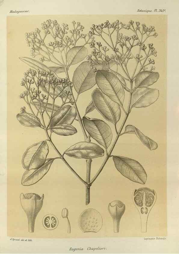 Reproducción/Reproduction 49785516418: Histoire physique, naturelle, et politique de Madagascar. Paris :Impr. nationale,1885-. 