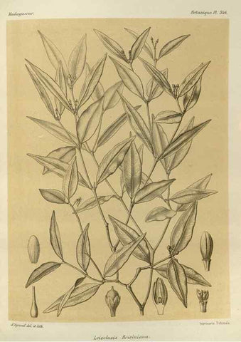 Reproducción/Reproduction 49786374797: Histoire physique, naturelle, et politique de Madagascar. Paris :Impr. nationale,1885-. 
