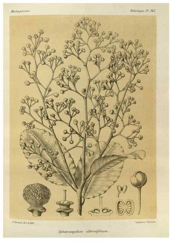 Reproducción/Reproduction 49786375167: Histoire physique, naturelle, et politique de Madagascar. Paris :Impr. nationale,1885-. 