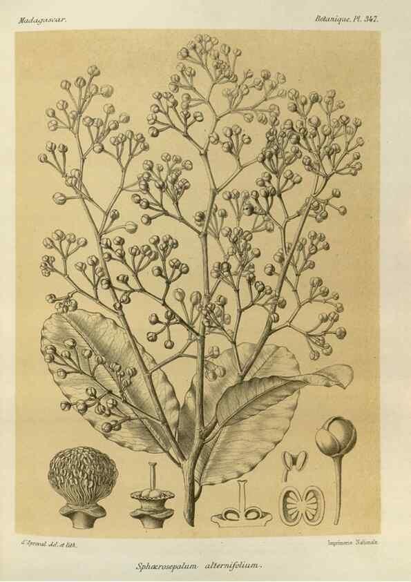 Reproducción/Reproduction 49786375167: Histoire physique, naturelle, et politique de Madagascar. Paris :Impr. nationale,1885-. 