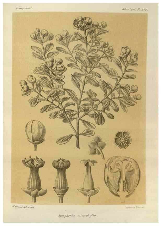 Reproducción/Reproduction 49786055856: Histoire physique, naturelle, et politique de Madagascar. Paris :Impr. nationale,1885-. 