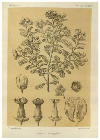Reproducción/Reproduction 49786055856: Histoire physique, naturelle, et politique de Madagascar. Paris :Impr. nationale,1885-. 