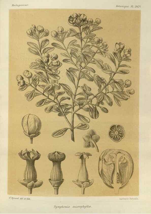 Reproducción/Reproduction 49786055856: Histoire physique, naturelle, et politique de Madagascar. Paris :Impr. nationale,1885-. 