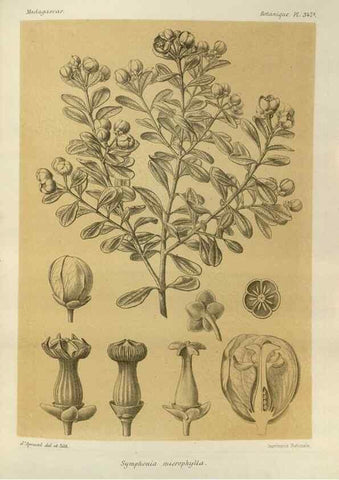 Reproducción/Reproduction 49786055856: Histoire physique, naturelle, et politique de Madagascar. Paris :Impr. nationale,1885-. 
