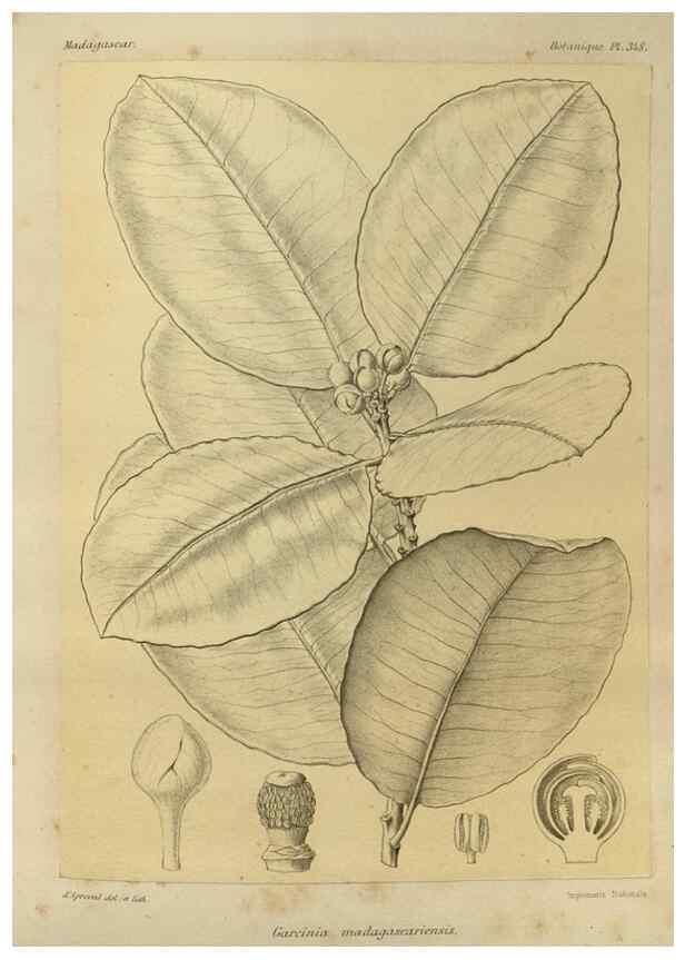 Reproducción/Reproduction 49786056111: Histoire physique, naturelle, et politique de Madagascar. Paris :Impr. nationale,1885-. 