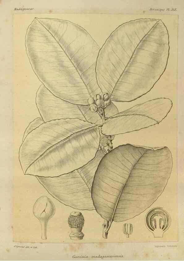 Reproducción/Reproduction 49786056111: Histoire physique, naturelle, et politique de Madagascar. Paris :Impr. nationale,1885-. 