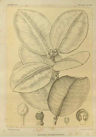 Reproducción/Reproduction 49786056111: Histoire physique, naturelle, et politique de Madagascar. Paris :Impr. nationale,1885-. 