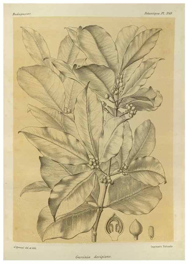 Reproducción/Reproduction 49785518038: Histoire physique, naturelle, et politique de Madagascar. Paris :Impr. nationale,1885-. 