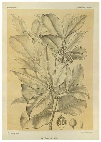 Reproducción/Reproduction 49785518038: Histoire physique, naturelle, et politique de Madagascar. Paris :Impr. nationale,1885-. 