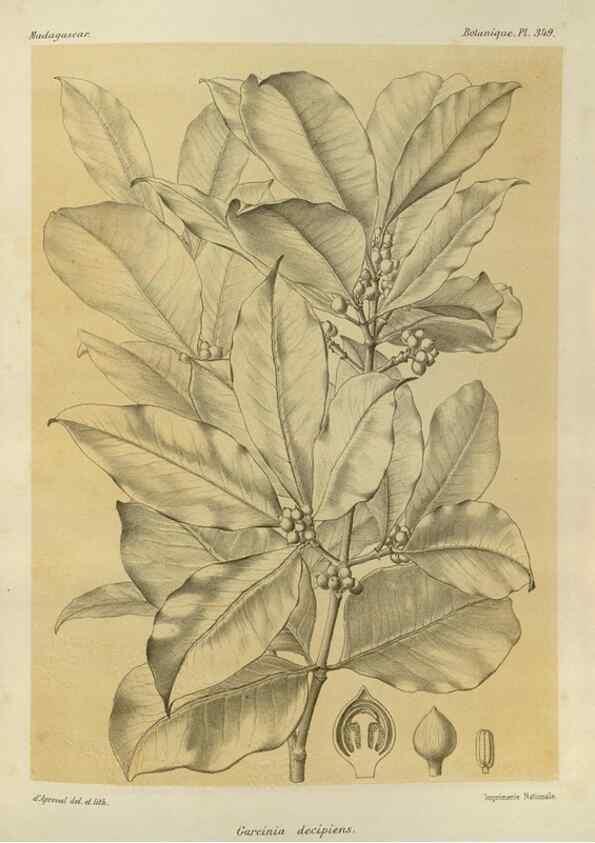 Reproducción/Reproduction 49785518038: Histoire physique, naturelle, et politique de Madagascar. Paris :Impr. nationale,1885-. 