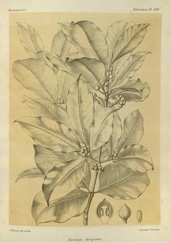 Reproducción/Reproduction 49785518038: Histoire physique, naturelle, et politique de Madagascar. Paris :Impr. nationale,1885-. 