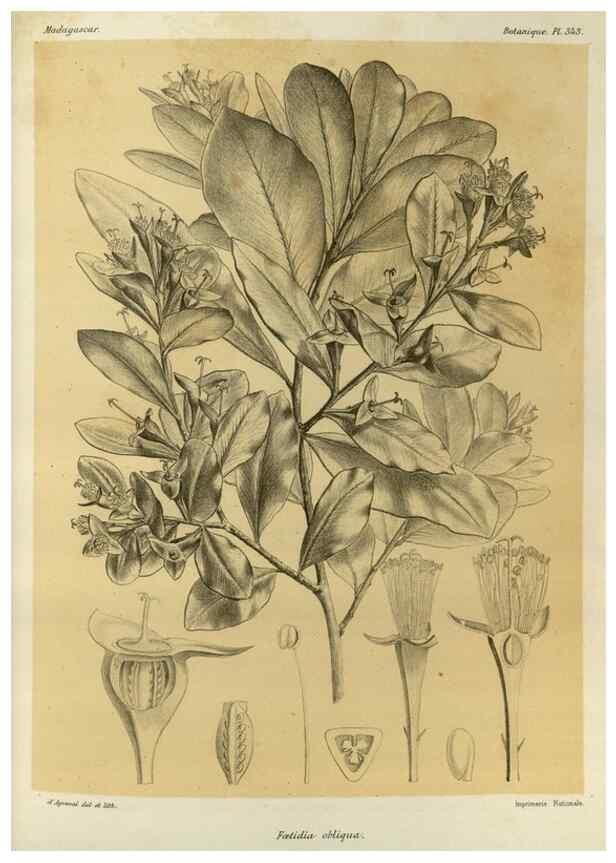 Reproducción/Reproduction 49785515418: Histoire physique, naturelle, et politique de Madagascar. Paris :Impr. nationale,1885-. 