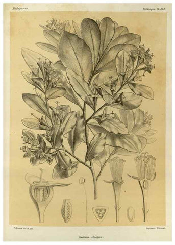Reproducción/Reproduction 49785515418: Histoire physique, naturelle, et politique de Madagascar. Paris :Impr. nationale,1885-. 