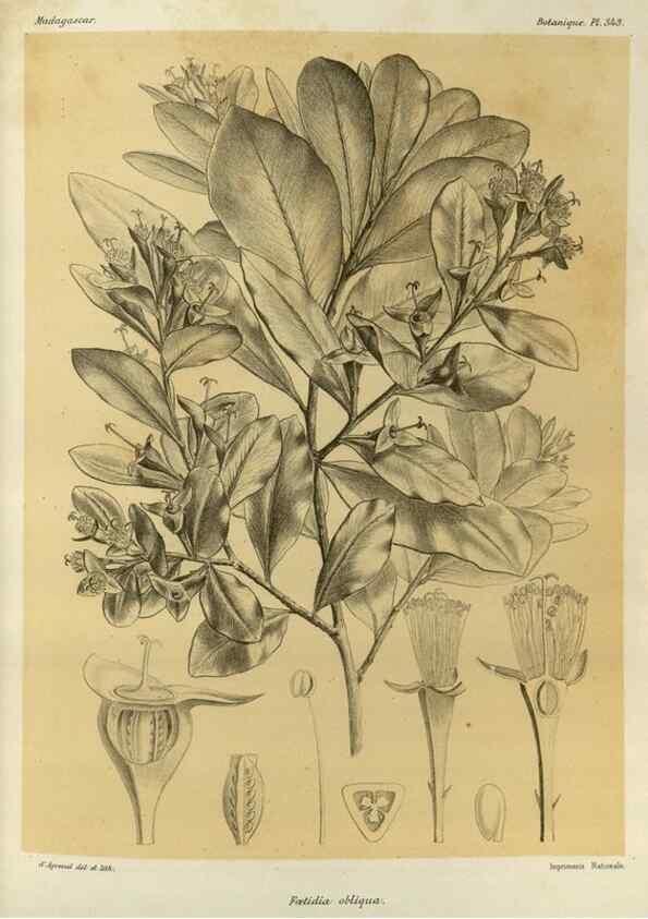 Reproducción/Reproduction 49785515418: Histoire physique, naturelle, et politique de Madagascar. Paris :Impr. nationale,1885-. 