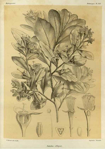 Reproducción/Reproduction 49785515418: Histoire physique, naturelle, et politique de Madagascar. Paris :Impr. nationale,1885-. 