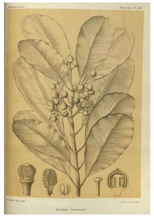 Reproducción/Reproduction 49785518323: Histoire physique, naturelle, et politique de Madagascar. Paris :Impr. nationale,1885-. 