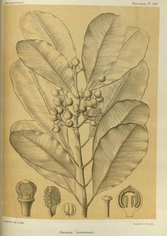 Reproducción/Reproduction 49785518323: Histoire physique, naturelle, et politique de Madagascar. Paris :Impr. nationale,1885-. 