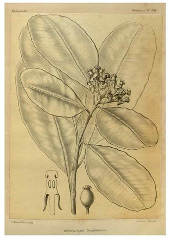 Reproducción/Reproduction 49785519133: Histoire physique, naturelle, et politique de Madagascar. Paris :Impr. nationale,1885-. 