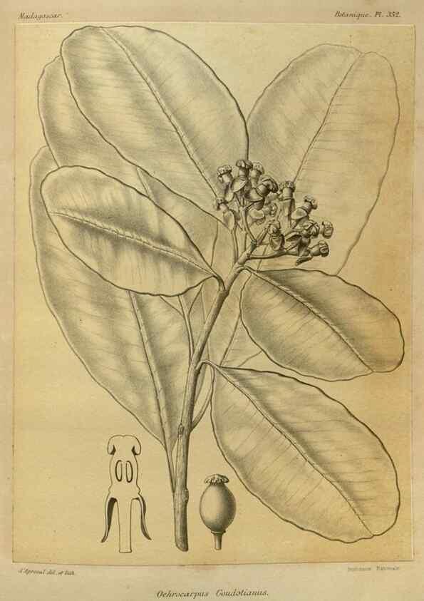 Reproducción/Reproduction 49785519133: Histoire physique, naturelle, et politique de Madagascar. Paris :Impr. nationale,1885-. 
