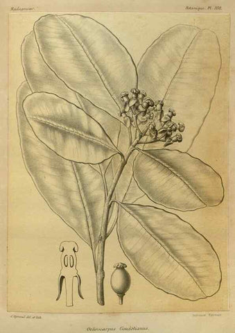 Reproducción/Reproduction 49785519133: Histoire physique, naturelle, et politique de Madagascar. Paris :Impr. nationale,1885-. 