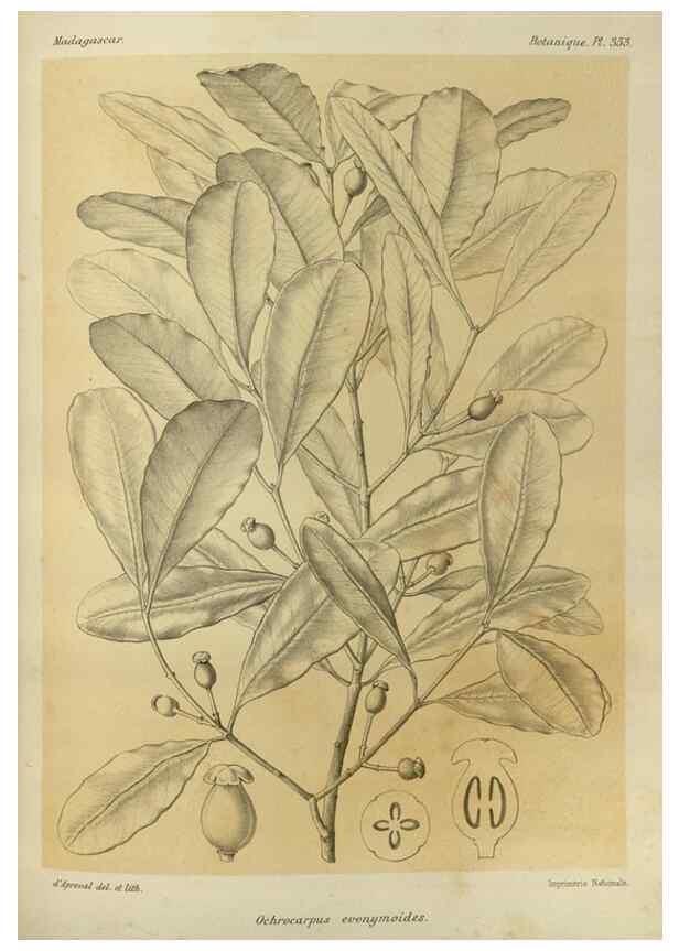Reproducción/Reproduction 49786057781: Histoire physique, naturelle, et politique de Madagascar. Paris :Impr. nationale,1885-. 