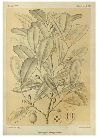 Reproducción/Reproduction 49786057781: Histoire physique, naturelle, et politique de Madagascar. Paris :Impr. nationale,1885-. 
