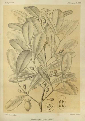 Reproducción/Reproduction 49786057781: Histoire physique, naturelle, et politique de Madagascar. Paris :Impr. nationale,1885-. 