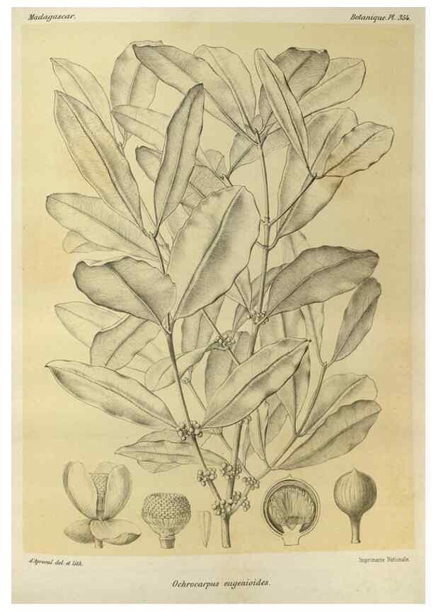 Reproducción/Reproduction 49786058126: Histoire physique, naturelle, et politique de Madagascar. Paris :Impr. nationale,1885-. 