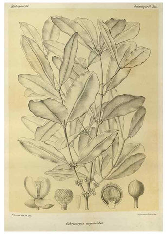 Reproducción/Reproduction 49786058126: Histoire physique, naturelle, et politique de Madagascar. Paris :Impr. nationale,1885-. 