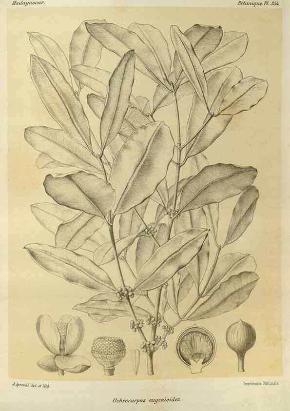 Reproducción/Reproduction 49786058126: Histoire physique, naturelle, et politique de Madagascar. Paris :Impr. nationale,1885-. 