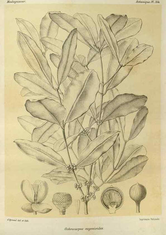Reproducción/Reproduction 49786058126: Histoire physique, naturelle, et politique de Madagascar. Paris :Impr. nationale,1885-. 