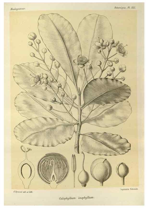 Reproducción/Reproduction 49785520273: Histoire physique, naturelle, et politique de Madagascar. Paris :Impr. nationale,1885-. 