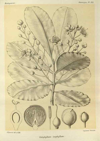 Reproducción/Reproduction 49785520273: Histoire physique, naturelle, et politique de Madagascar. Paris :Impr. nationale,1885-. 