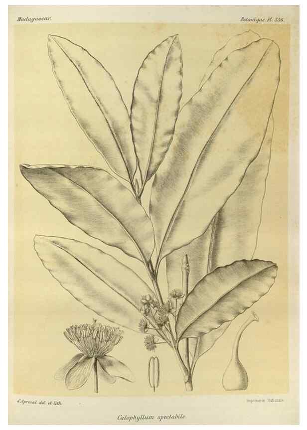 Reproducción/Reproduction 49785520623: Histoire physique, naturelle, et politique de Madagascar. Paris :Impr. nationale,1885-. 