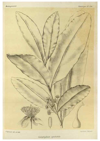Reproducción/Reproduction 49785520623: Histoire physique, naturelle, et politique de Madagascar. Paris :Impr. nationale,1885-. 