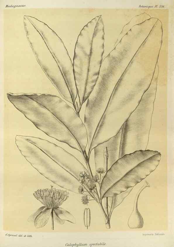 Reproducción/Reproduction 49785520623: Histoire physique, naturelle, et politique de Madagascar. Paris :Impr. nationale,1885-. 