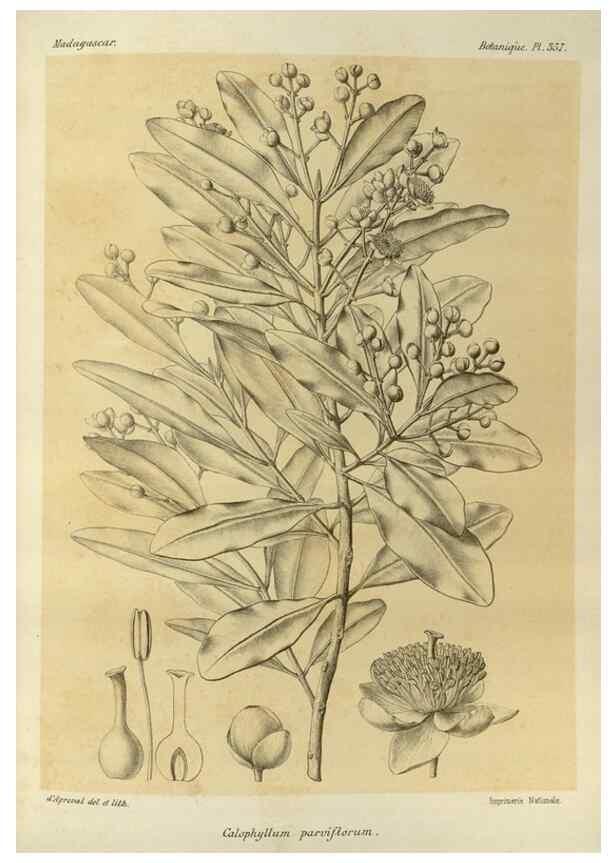 Reproducción/Reproduction 49785521028: Histoire physique, naturelle, et politique de Madagascar. Paris :Impr. nationale,1885-. 