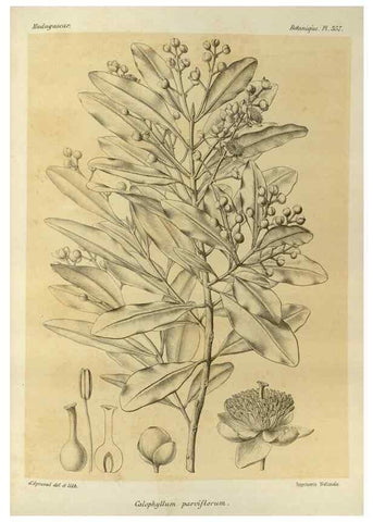 Reproducción/Reproduction 49785521028: Histoire physique, naturelle, et politique de Madagascar. Paris :Impr. nationale,1885-. 