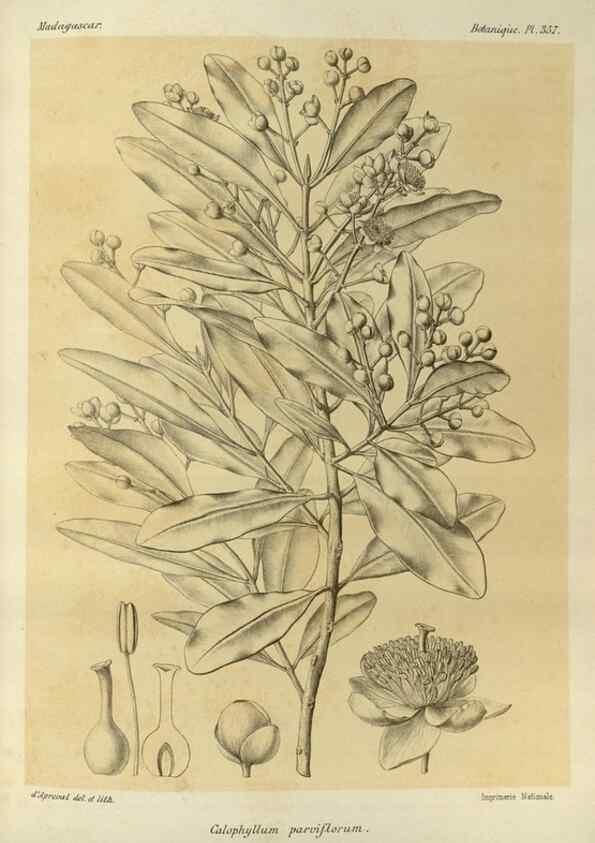 Reproducción/Reproduction 49785521028: Histoire physique, naturelle, et politique de Madagascar. Paris :Impr. nationale,1885-. 
