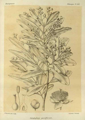 Reproducción/Reproduction 49785521028: Histoire physique, naturelle, et politique de Madagascar. Paris :Impr. nationale,1885-. 