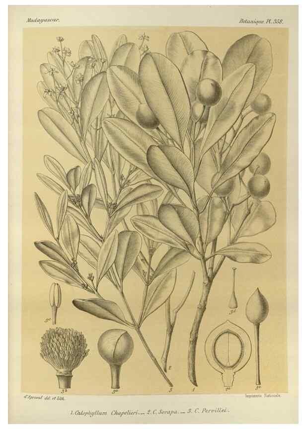 Reproducción/Reproduction 49786379282: Histoire physique, naturelle, et politique de Madagascar. Paris :Impr. nationale,1885-. 