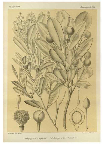 Reproducción/Reproduction 49786379282: Histoire physique, naturelle, et politique de Madagascar. Paris :Impr. nationale,1885-. 